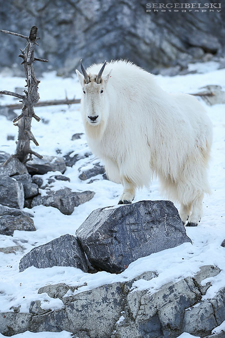 family calgary zoo photographer sergei belski photo