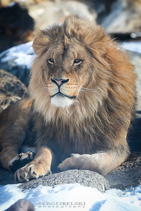 family calgary zoo photographer sergei belski photo