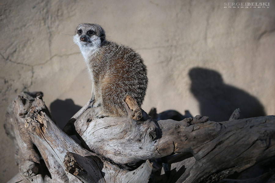 family calgary zoo photographer sergei belski photo