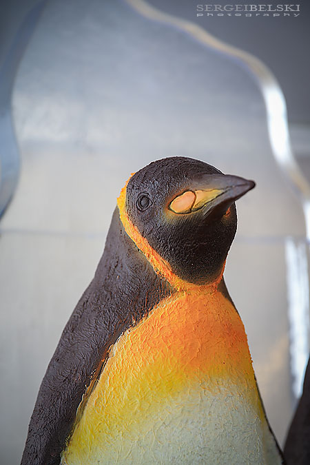 calgary zoo event photographer sergei belski photo