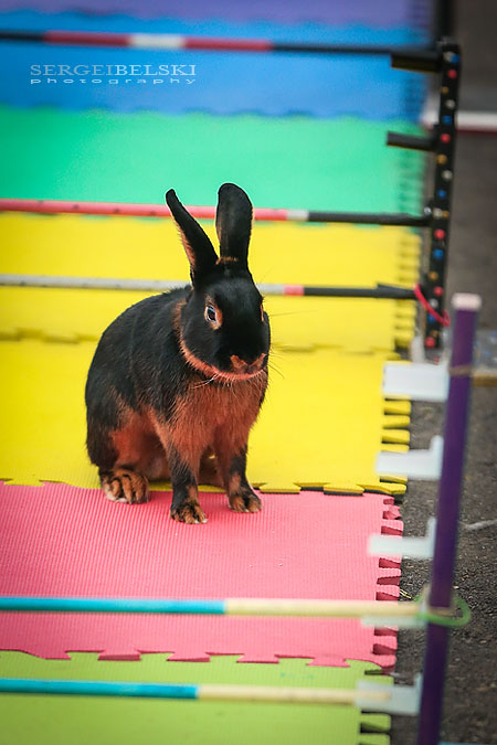 calgary zoo event photographer sergei belski photo