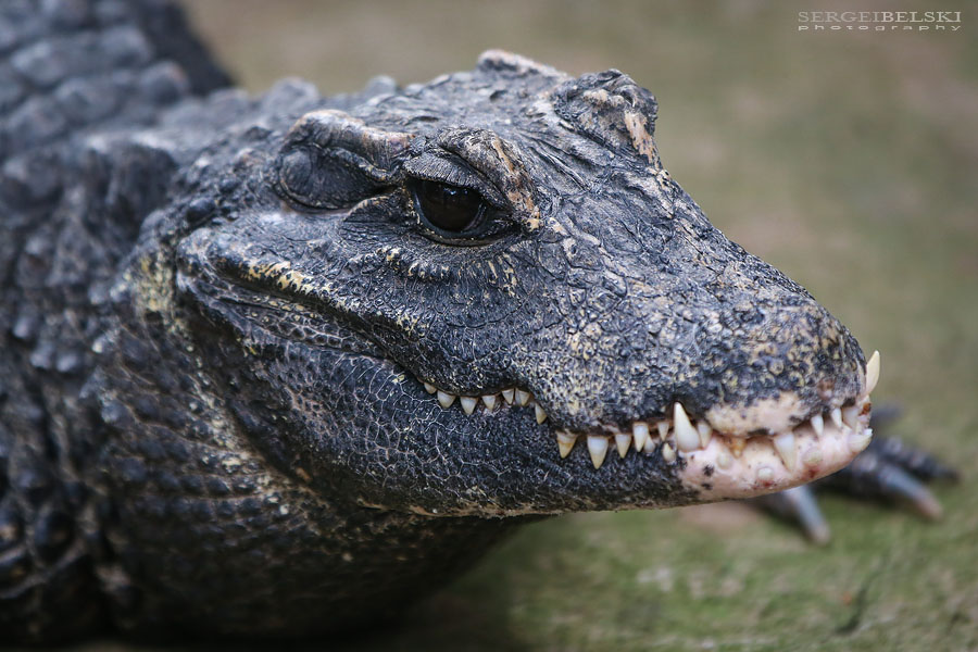 family calgary zoo animals photographer sergei belski photo
