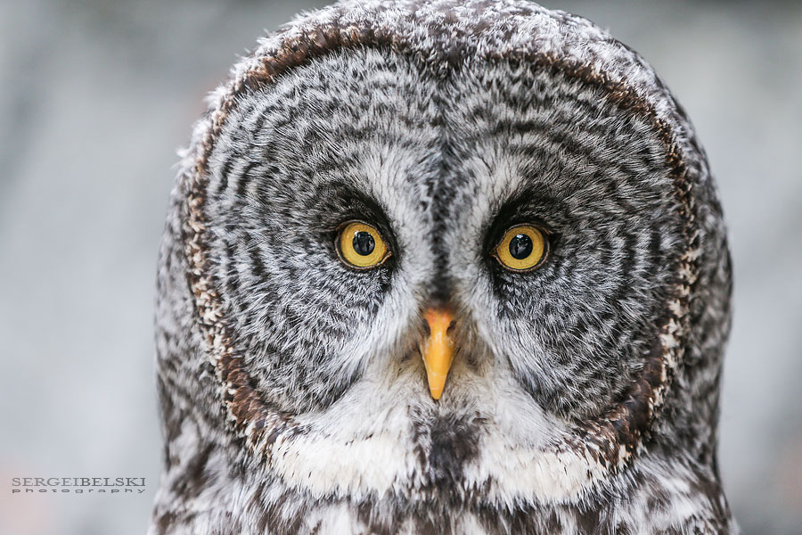 family calgary zoo animals photographer sergei belski photo