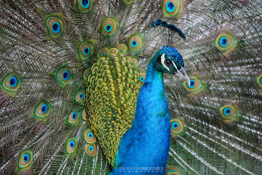 family calgary zoo animals photographer sergei belski photo
