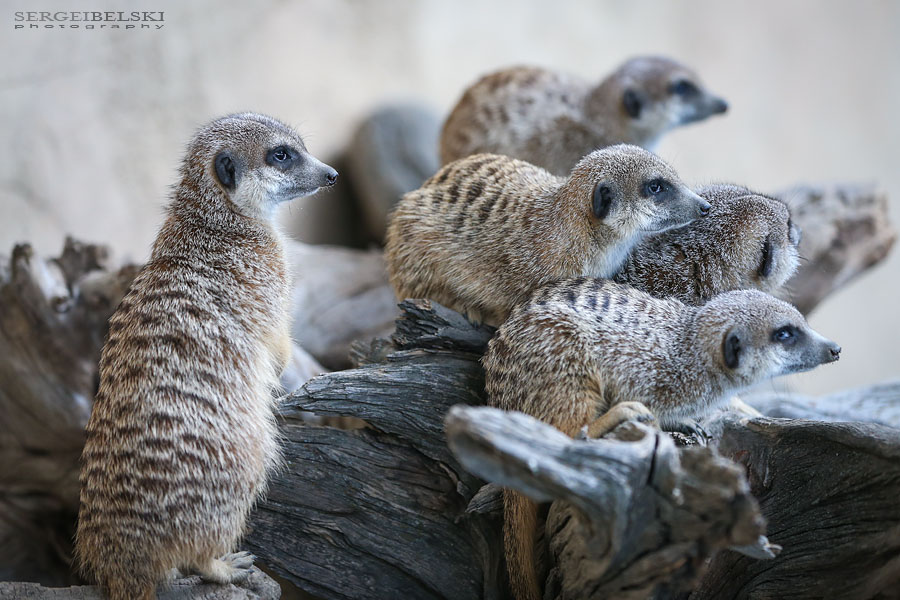 family calgary zoo animals photographer sergei belski photo