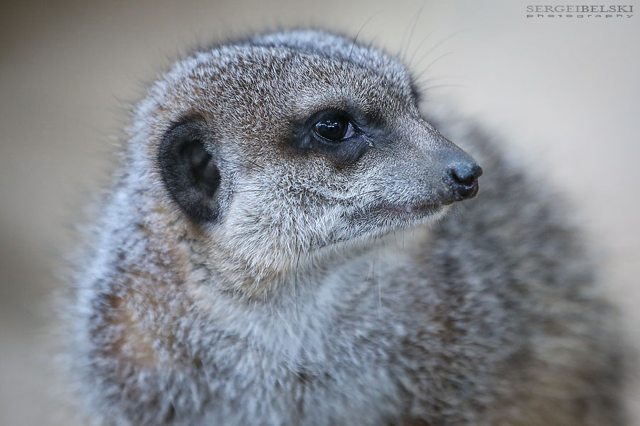 family calgary zoo animals photographer sergei belski photo