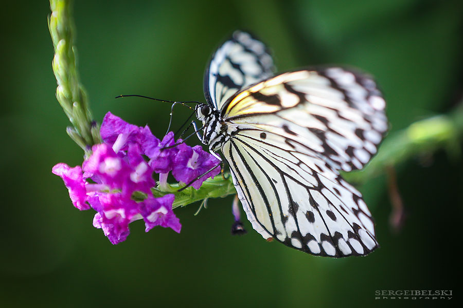 family calgary zoo animals photographer sergei belski photo
