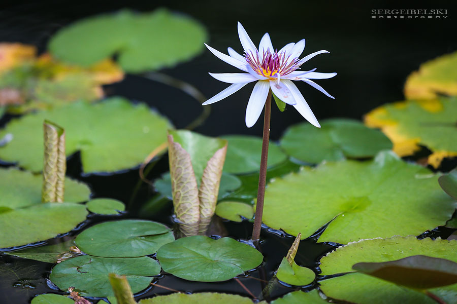 family calgary zoo animals photographer sergei belski photo