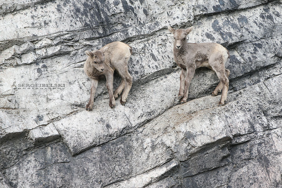family calgary zoo animals photographer sergei belski photo