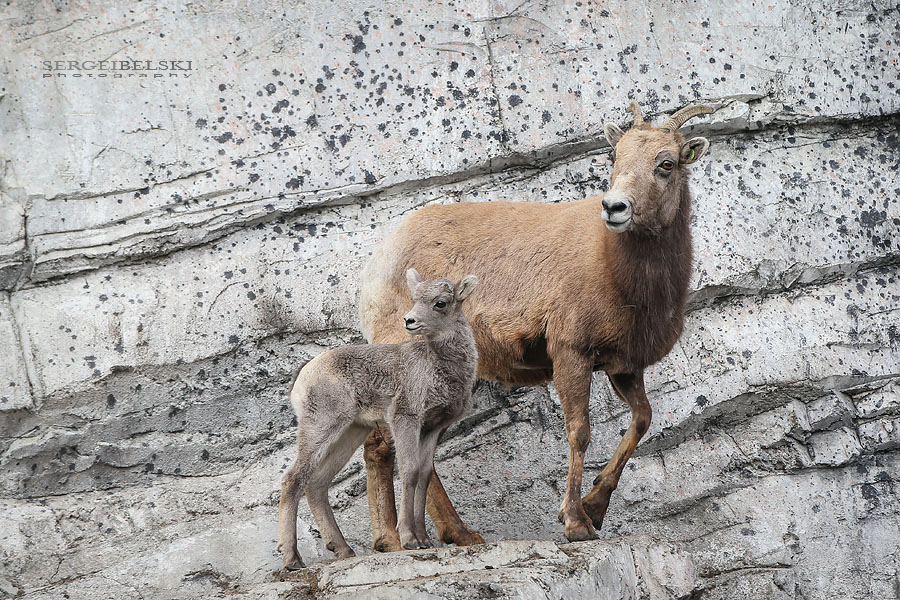 family calgary zoo animals photographer sergei belski photo
