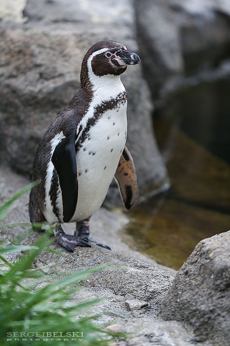 family calgary zoo animals photographer sergei belski photo