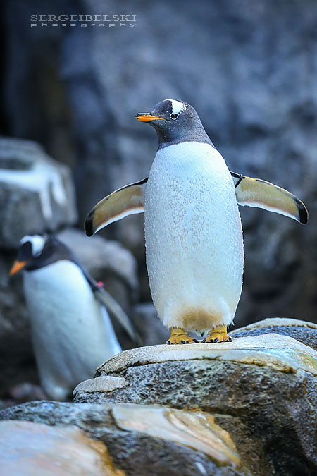 family calgary zoo animals photographer sergei belski photo