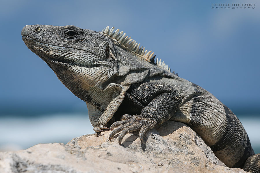 mexico family vacation travel photographer sergei belski photo
