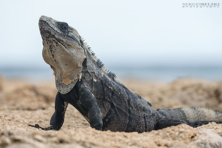 mexico family vacation travel photographer sergei belski photo