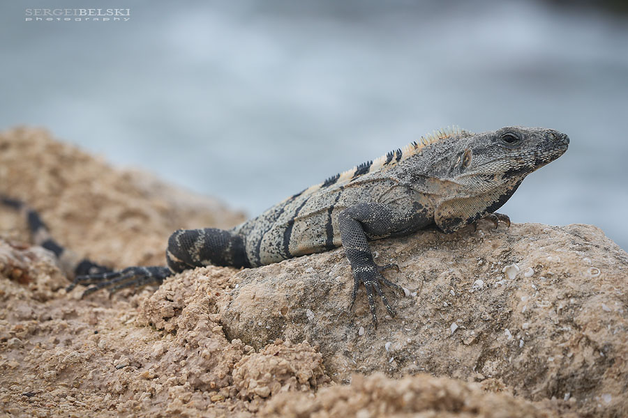 mexico family vacation travel photographer sergei belski photo