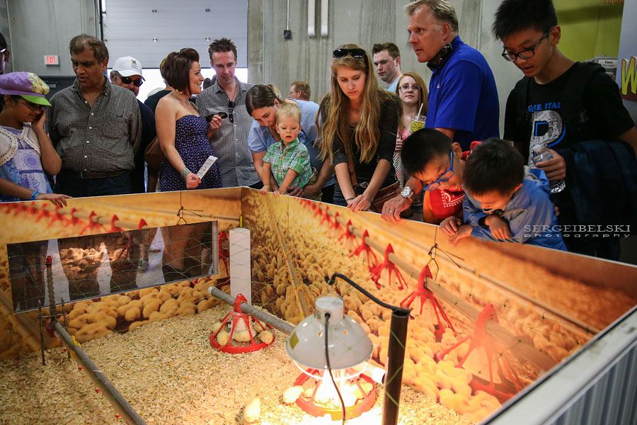 stampede calgary sergei belski photo