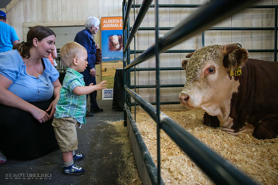 stampede calgary sergei belski photo