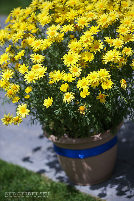 canmore wedding photographer sergei belski photo