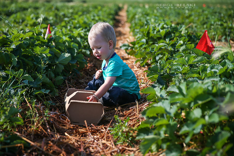 strawberries with oliver sergei belski photo