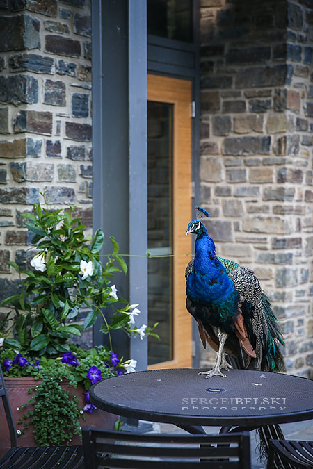 calgary wedding reception event photographer sergei belski photo