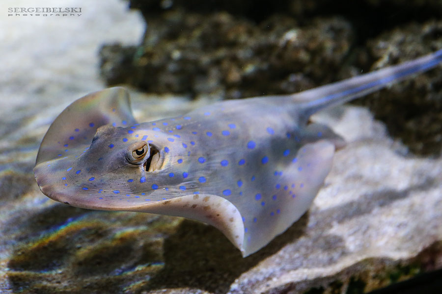 my vespa adventures photo