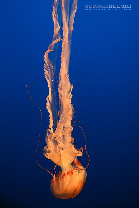 my vespa adventures photo