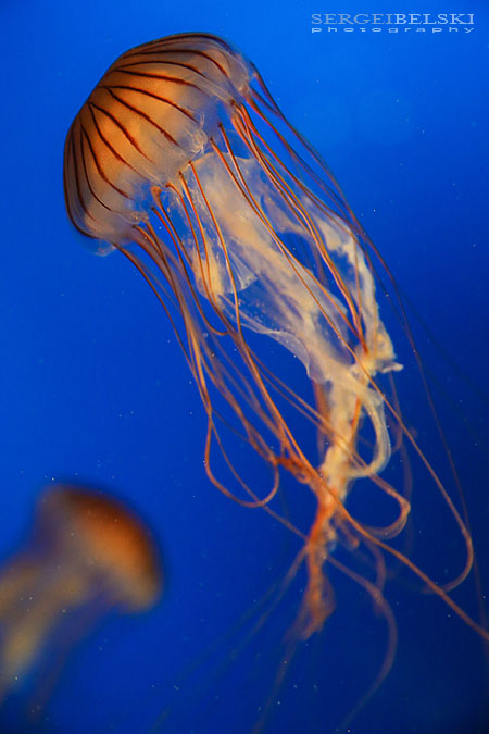 my vespa adventures photo