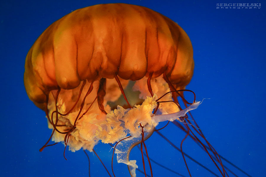 my vespa adventures photo