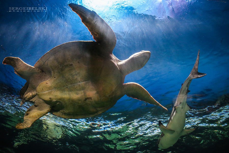 my vespa adventures photo