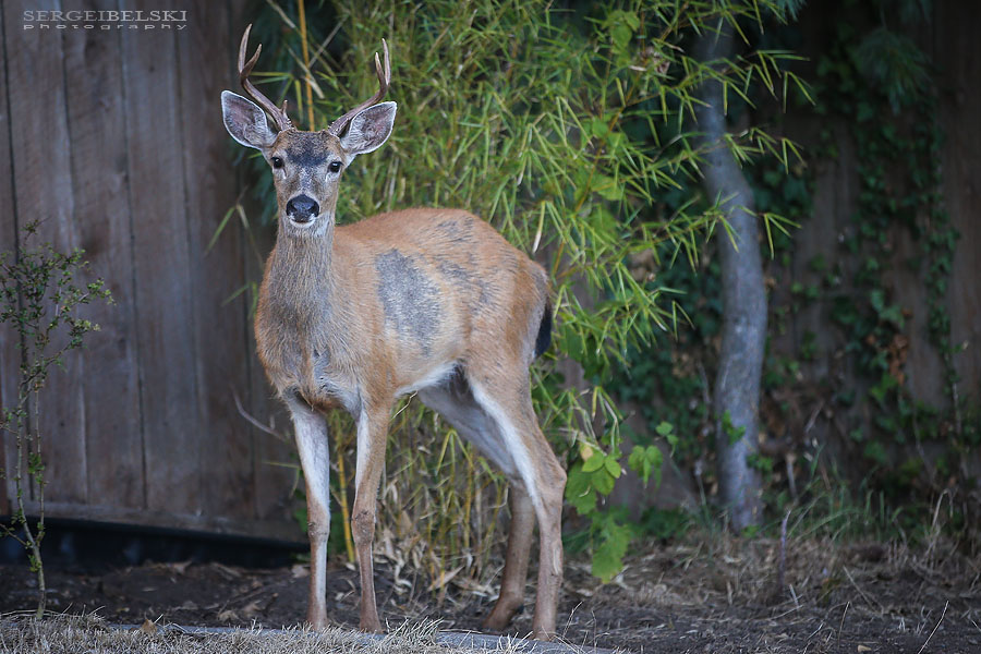my vespa adventures photo
