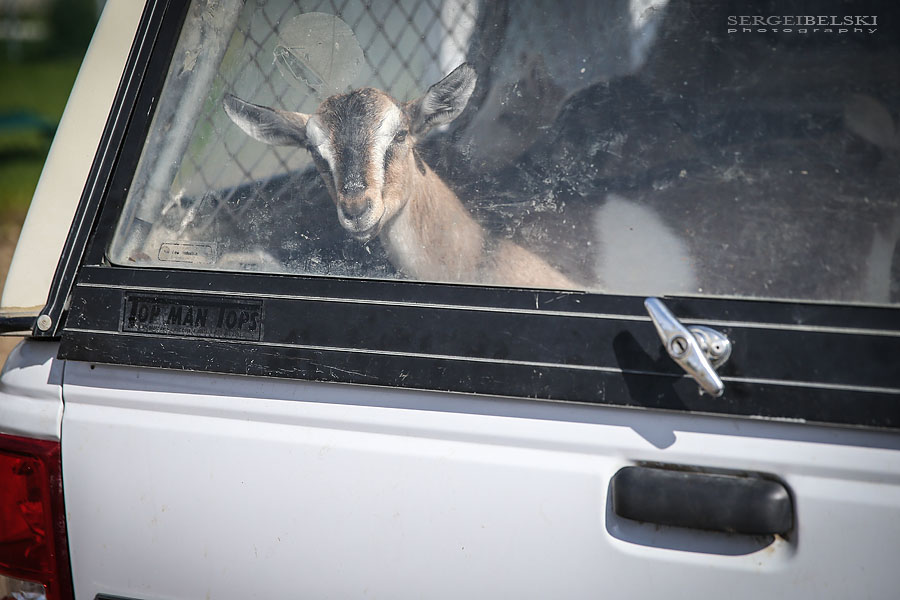 strawberries with oliver sergei belski photo