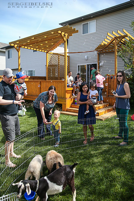 strawberries with oliver sergei belski photo