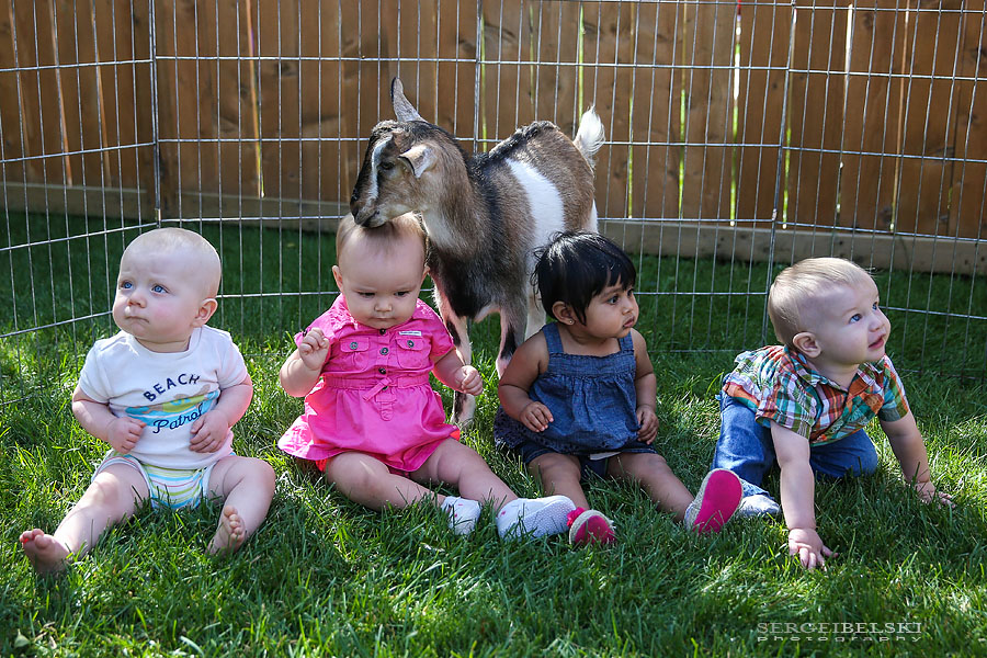 strawberries with oliver sergei belski photo