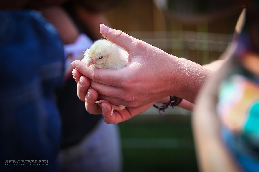 strawberries with oliver sergei belski photo