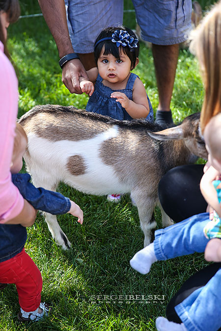 strawberries with oliver sergei belski photo