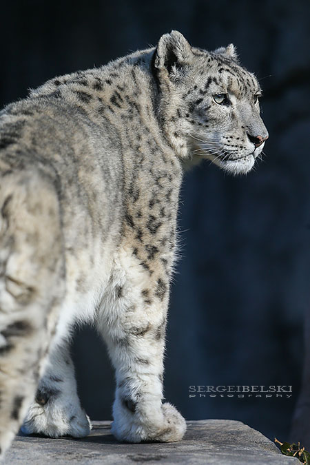 calgary zoo animals photographer sergei belski photo