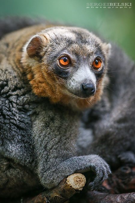 calgary zoo animals photographer sergei belski photo