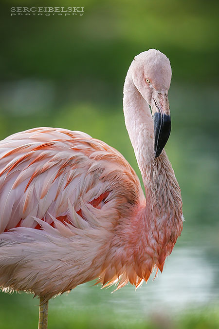 calgary zoo animals photographer sergei belski photo
