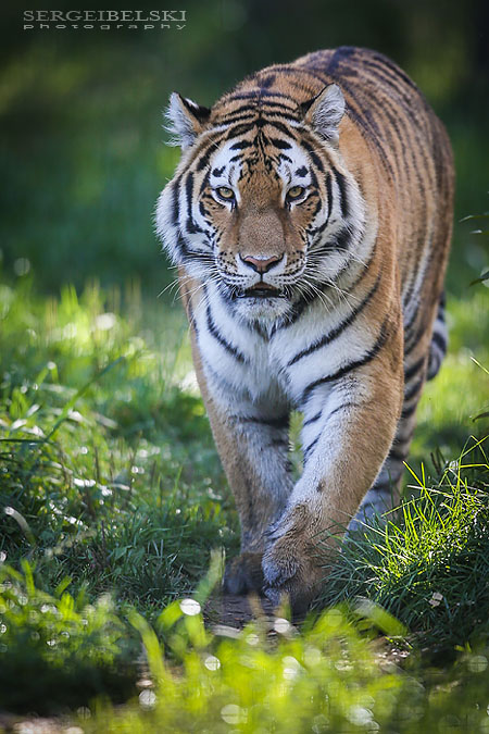 calgary zoo animals photographer sergei belski photo