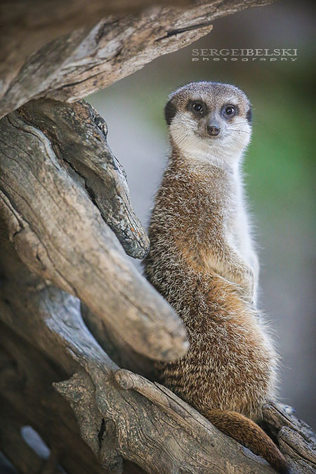 calgary zoo animals photographer sergei belski photo