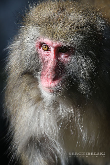 calgary zoo animals photographer sergei belski photo