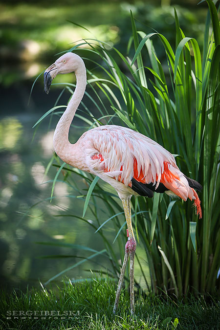 calgary zoo event photographer sergei belski photo