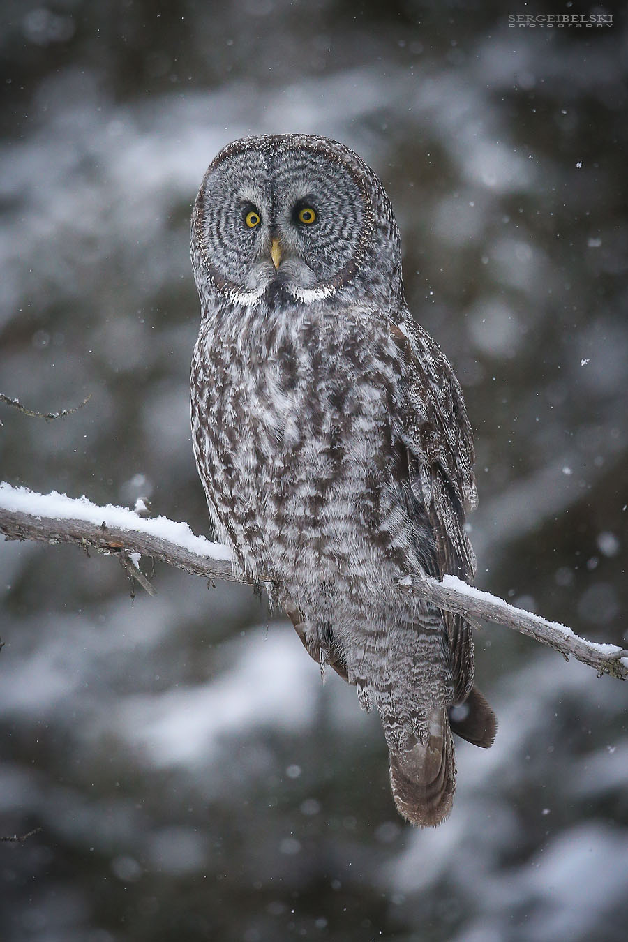 fiat adventures sergei belski photo