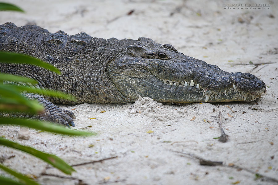 florida vacation travel photographer sergei belski photo