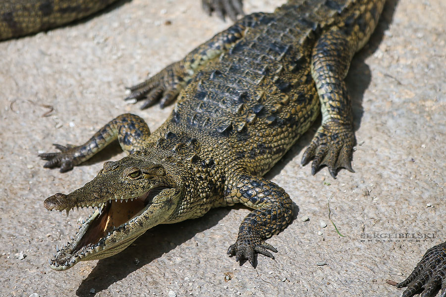 florida vacation travel photographer sergei belski photo