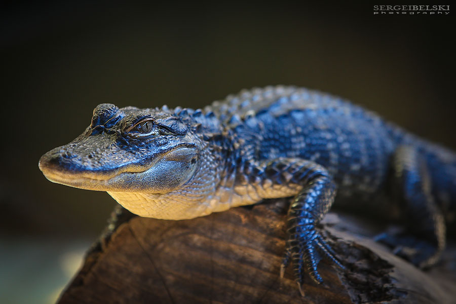 florida vacation travel photographer sergei belski photo
