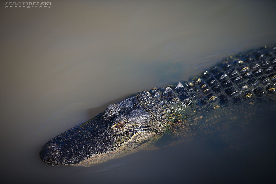 florida vacation travel photographer sergei belski photo