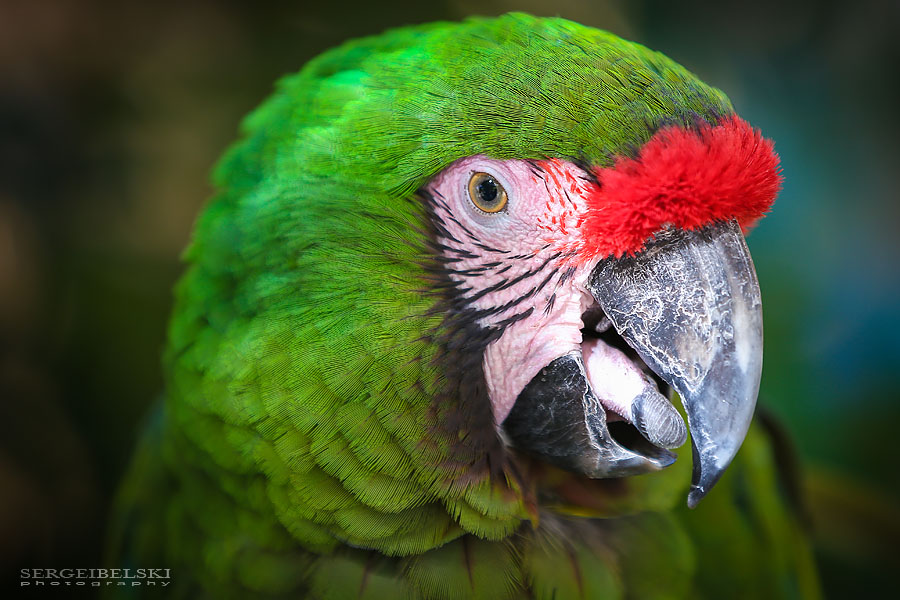 florida vacation travel photographer sergei belski photo