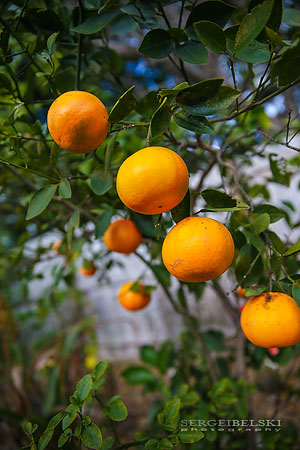 florida vacation travel photographer sergei belski photo