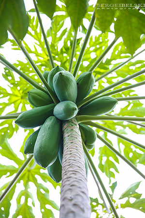 florida vacation travel photographer sergei belski photo